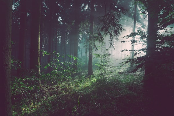Forest Scan